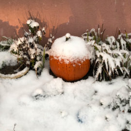 Featured image of article: Frost, or rather Snow, on the Pumpkin at AES