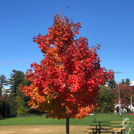 Featured image of article: Fall Colors at AES