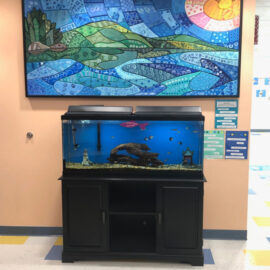 Featured image of article: AES Fish Tank provides soothing break for students